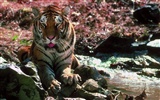 Tiger Фото обои #28