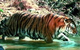 Tiger Фото обои #29