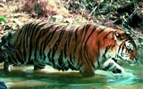 Foto Wallpaper Tigre #29