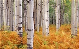 Herbstlandschaft schöne Tapete