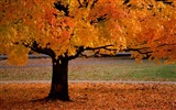Podzimní krajina krásná tapeta #2