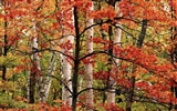 Herbstlandschaft schöne Tapete #3