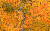 Herbstlandschaft schöne Tapete #5