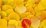 秋の風景の美しい壁紙 #6