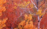 가을 풍경 아름다운 벽지 #8