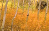 Herbstlandschaft schöne Tapete #10