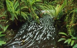 Water streams HD Wallpapers #25