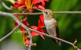 Colibríes Foto Wallpaper