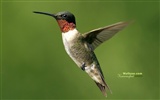 Hummingbirds 사진 바탕 화면 #2