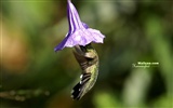 Hummingbirds Photo Wallpaper #3