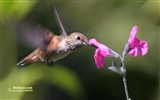 Colibríes Foto Wallpaper #4