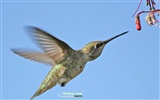 Hummingbirds Photo Wallpaper #6