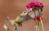 Colibríes Foto Wallpaper #15635