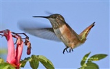 Hummingbirds 사진 바탕 화면 #9