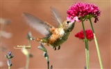 hummingbirds Foto Wallpaper #10