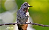 Hummingbirds Photo Wallpaper #11