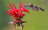 hummingbirds Foto Wallpaper #12
