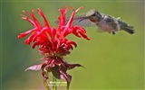 Hummingbirds 사진 바탕 화면 #12