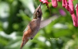 hummingbirds Foto Wallpaper #13