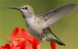 hummingbirds Foto Wallpaper #14