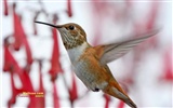 hummingbirds Foto Wallpaper #17