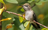 hummingbirds Foto Wallpaper #18