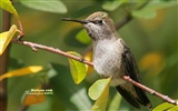 Colibríes Foto Wallpaper #18