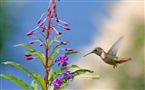 hummingbirds Foto Wallpaper #19
