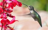 hummingbirds Foto Wallpaper #20