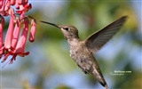 hummingbirds Foto Wallpaper #21