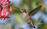 Colibríes Foto Wallpaper #21