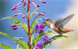 hummingbirds Foto Wallpaper #23