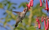 Colibríes Foto Wallpaper #25