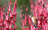 Colibríes Foto Wallpaper #27