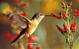 hummingbirds Foto Wallpaper #28