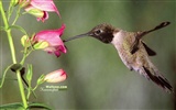 hummingbirds Foto Wallpaper #29