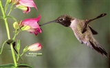 Hummingbirds Photo Wallpaper #29