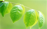 Cool green leaf wallpaper #2