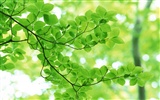 Cool green leaf wallpaper #4