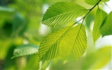 Cool green leaf wallpaper #5