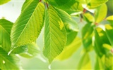 Cool green leaf wallpaper #6