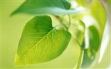 Cool green leaf wallpaper #8