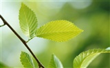 Cool green leaf wallpaper #11