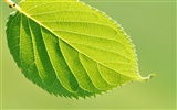 차가운 녹색 잎 벽지 #13