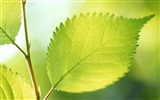 Cool green leaf wallpaper #14