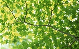 Cool green leaf wallpaper #15