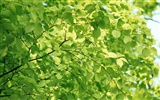 차가운 녹색 잎 벽지 #16