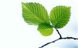 Cool green leaf wallpaper #17