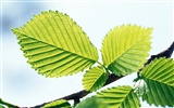 Cool green leaf wallpaper #18