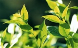 清涼綠葉壁紙 #20